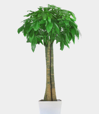 发财树（三杆）