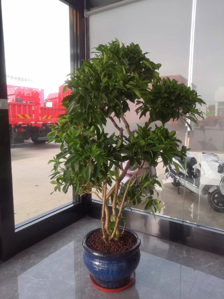 非洲茉莉（造型）