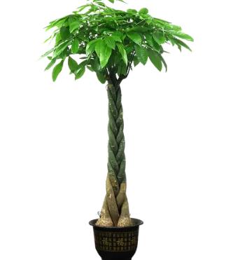 发财树（辫子）