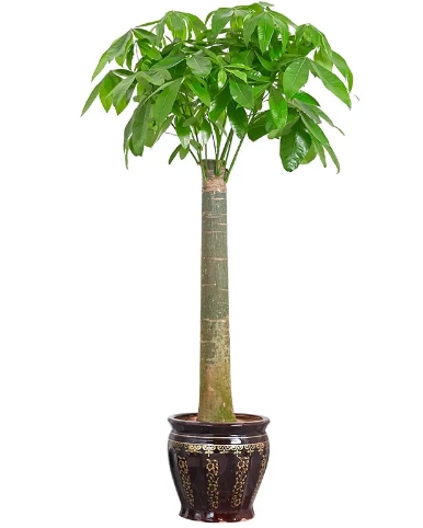 发财树（单杆）