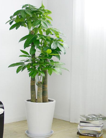 发财树（步步高）