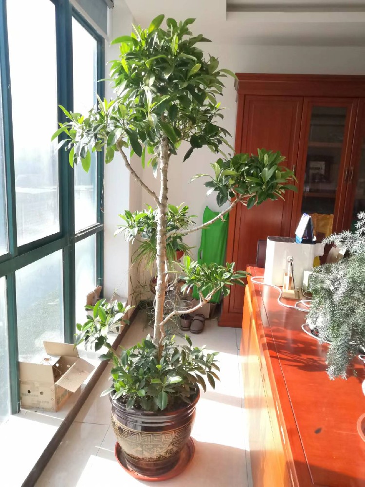 非洲茉莉（造型）