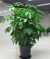 大叶伞（丛生）