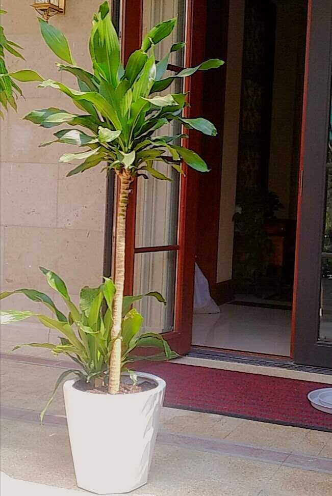 巴西铁（单杆）